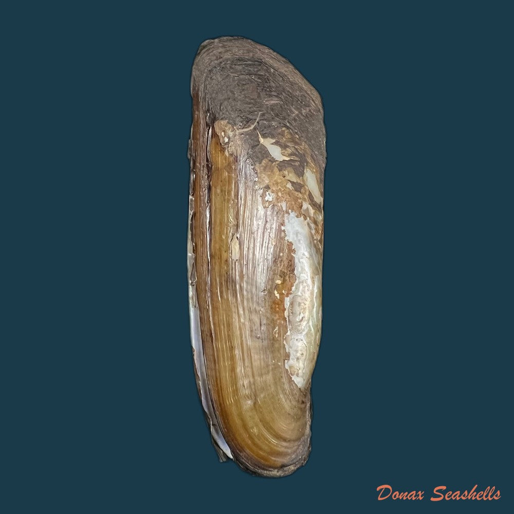 copia-de-mycetopoda-legumen-e-von-martens-1888-81-2mm