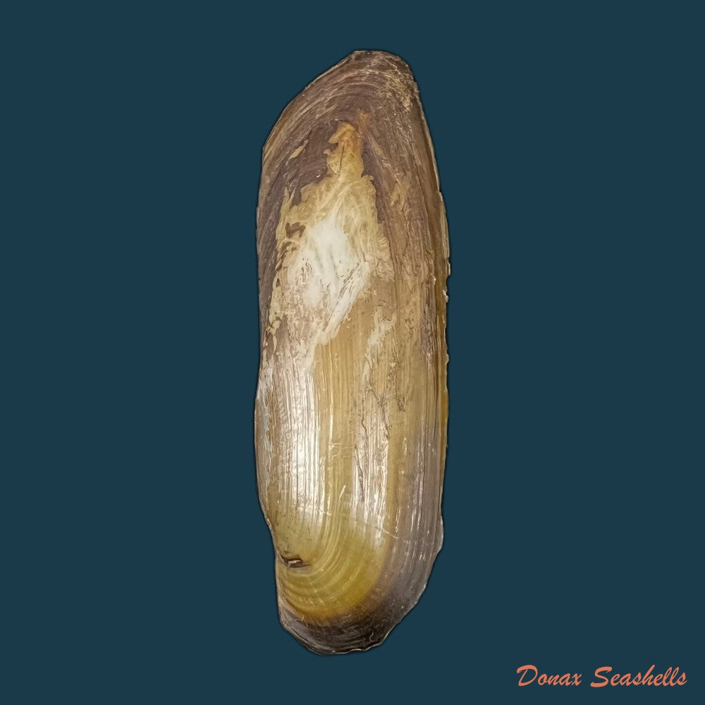 copia-de-mycetopoda-legumen-e-von-martens-1888-84mm
