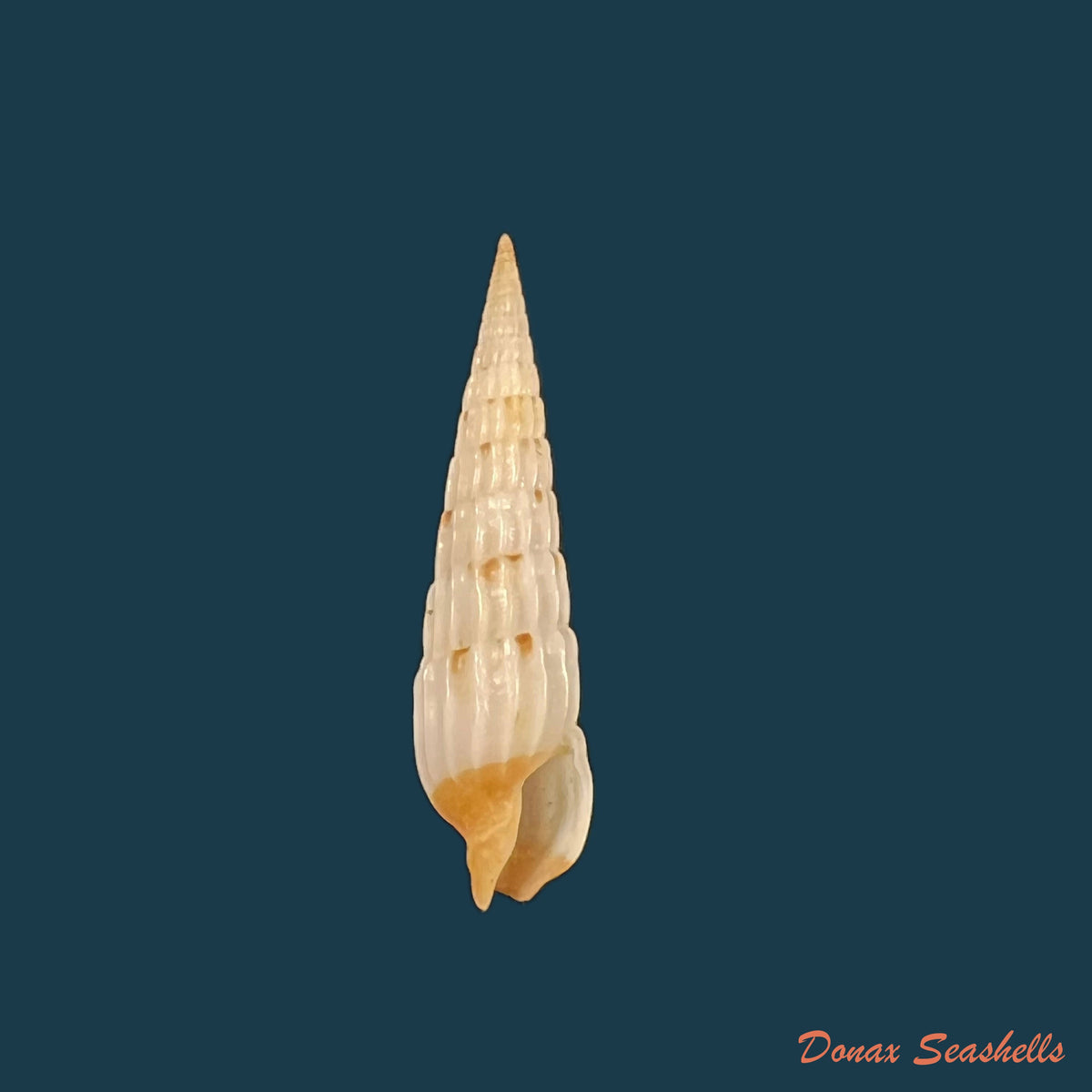 copia-de-myurella-burchi-bratcher-cernohorsky-1982-24-8mm