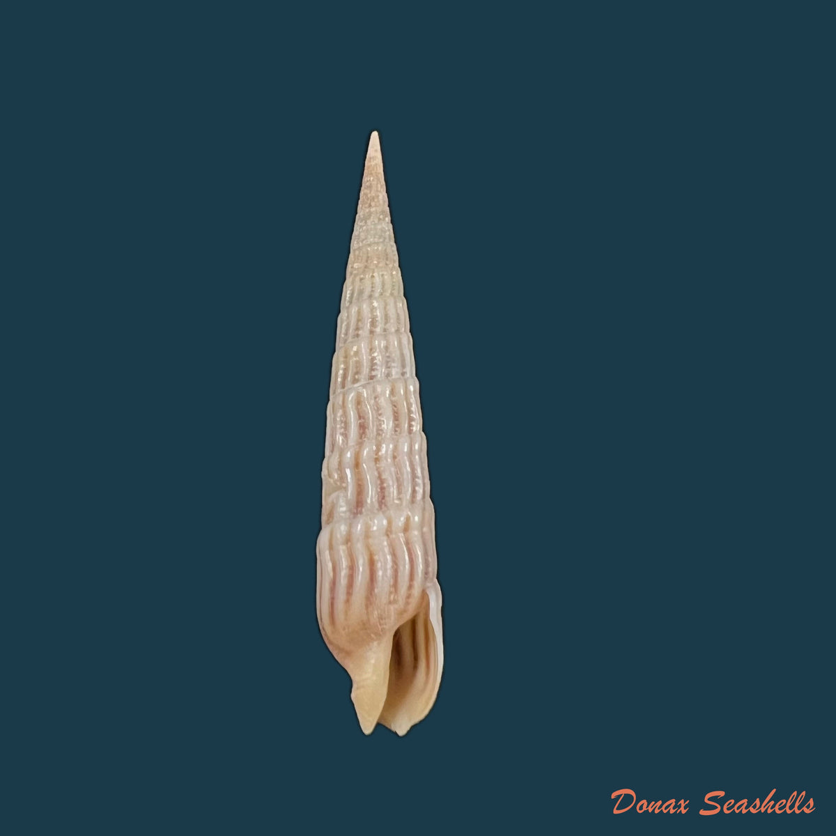 copia-de-myurellopsis-parkinsoni-cernohorsky-bratcher-1976-37-4mm