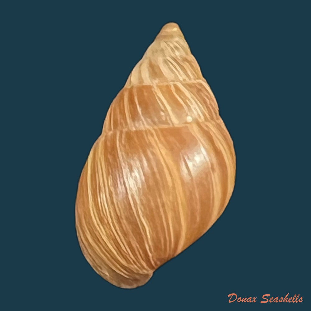 copia-de-naesiotus-quitensis-quitensis-l-pfeiffer-1848-19-9mm-1