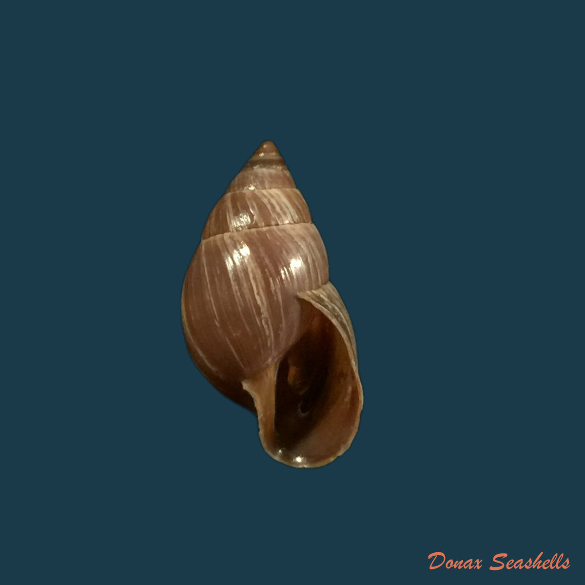 copia-de-naesiotus-quitensis-quitensis-l-pfeiffer-1848-21-1mm