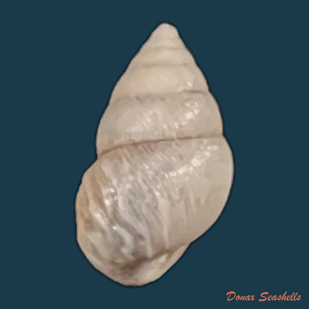 copia-de-naesiotus-wolfi-reibisch-1893-12-7mm