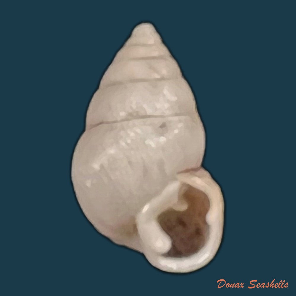 copia-de-naesiotus-wolfi-reibisch-1893-12-7mm