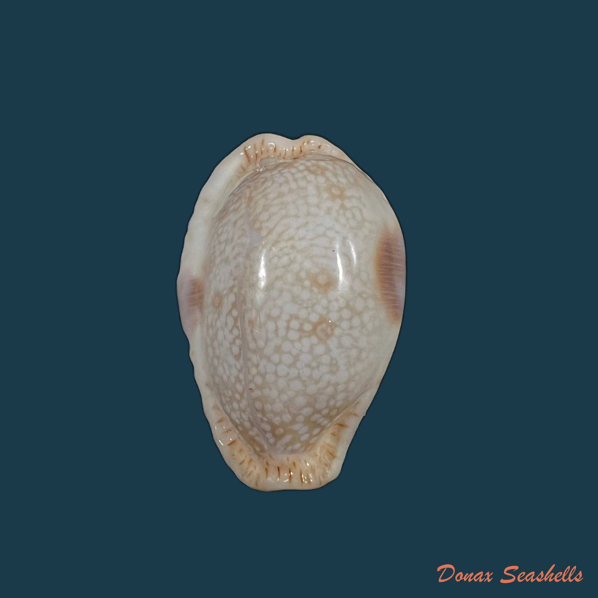 copia-de-naria-erosa-linnaeus-1758-33-6mm