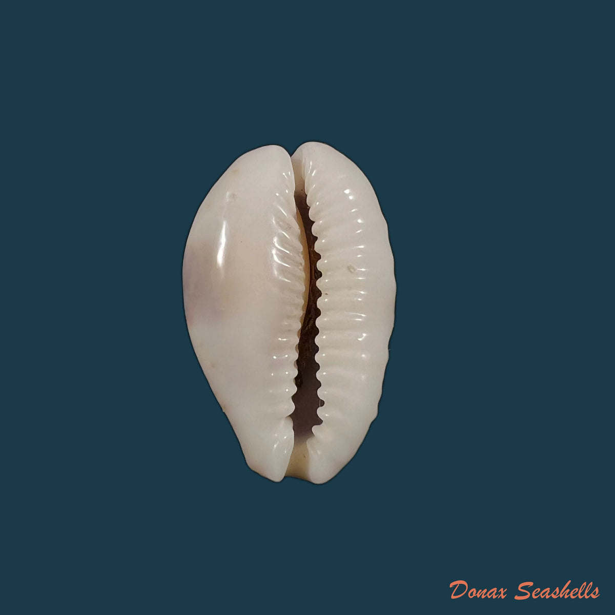 copia-de-naria-erosa-linnaeus-1758-33-6mm