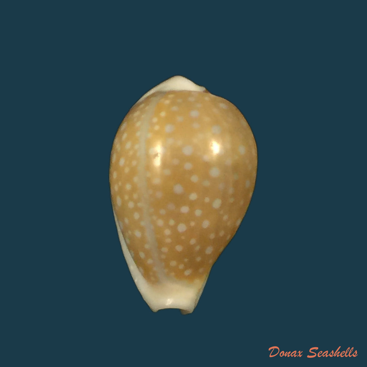 copia-de-naria-miliaris-gmelin-1791-20-9mm