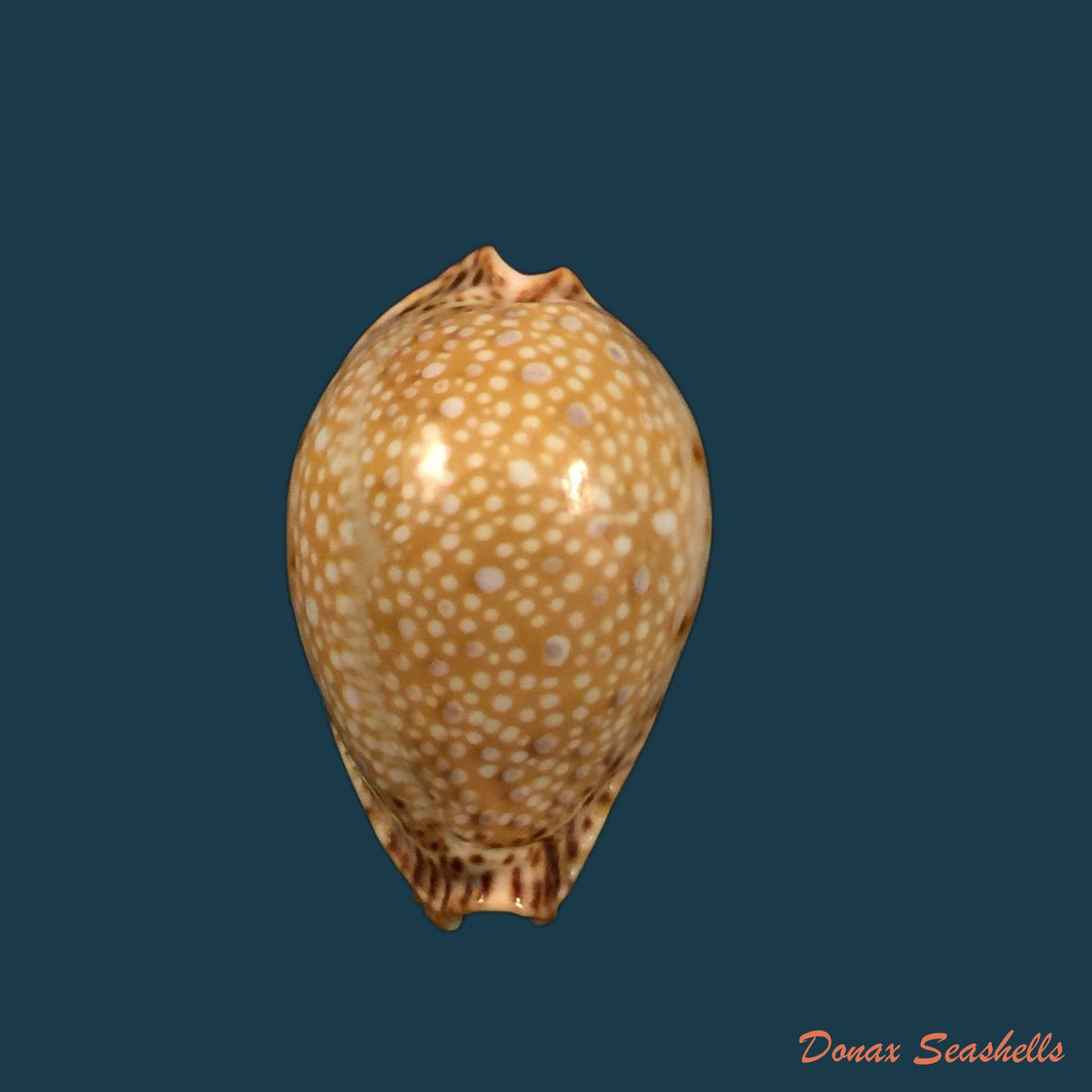 copia-de-naria-miliaris-gmelin-1791-20mm