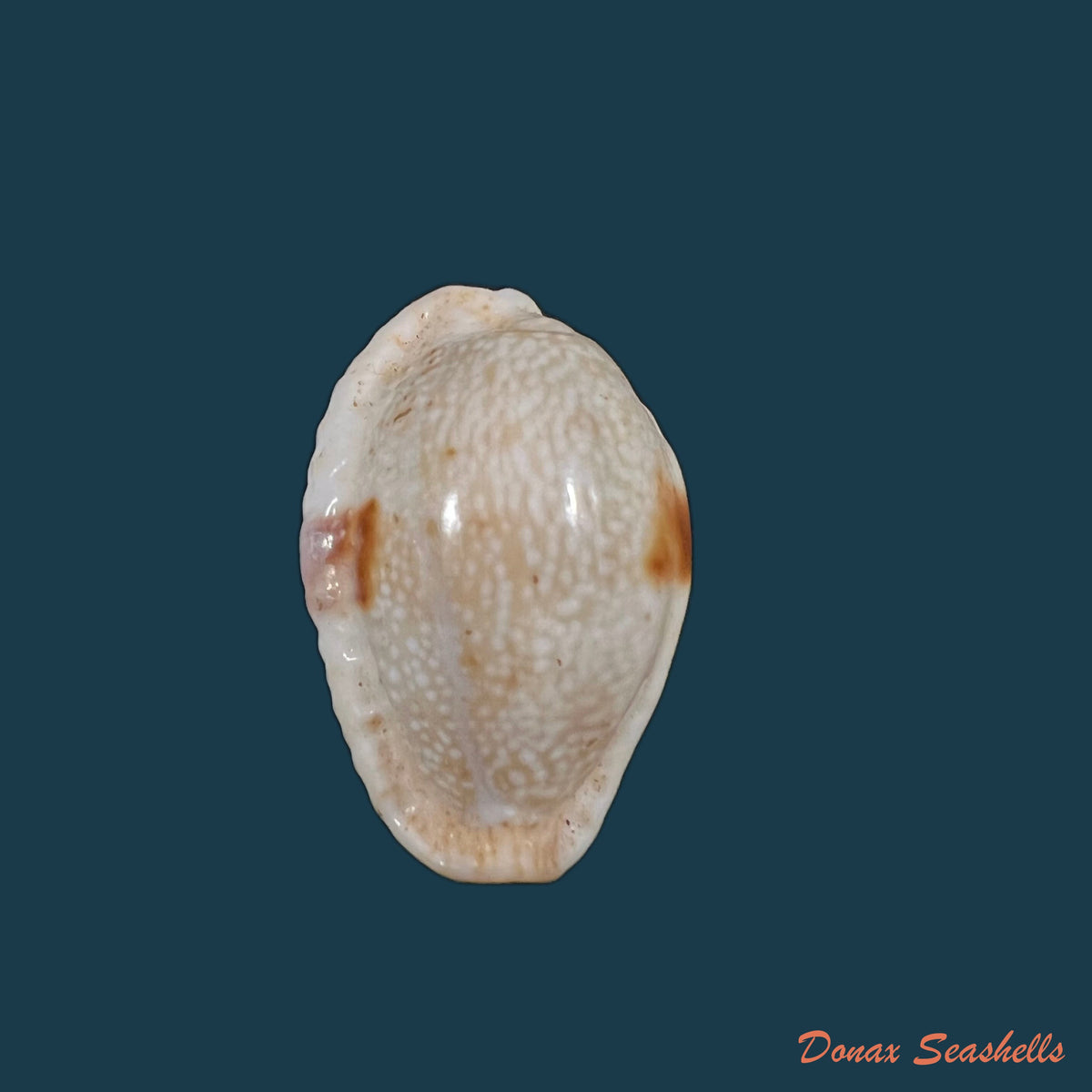 copia-de-naria-poraria-linnaeus-1758-14-1mm