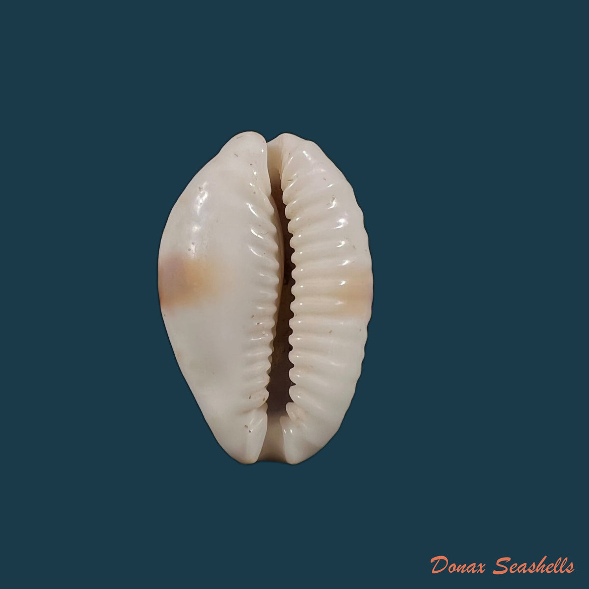 copia-de-naria-poraria-linnaeus-1758-14-1mm