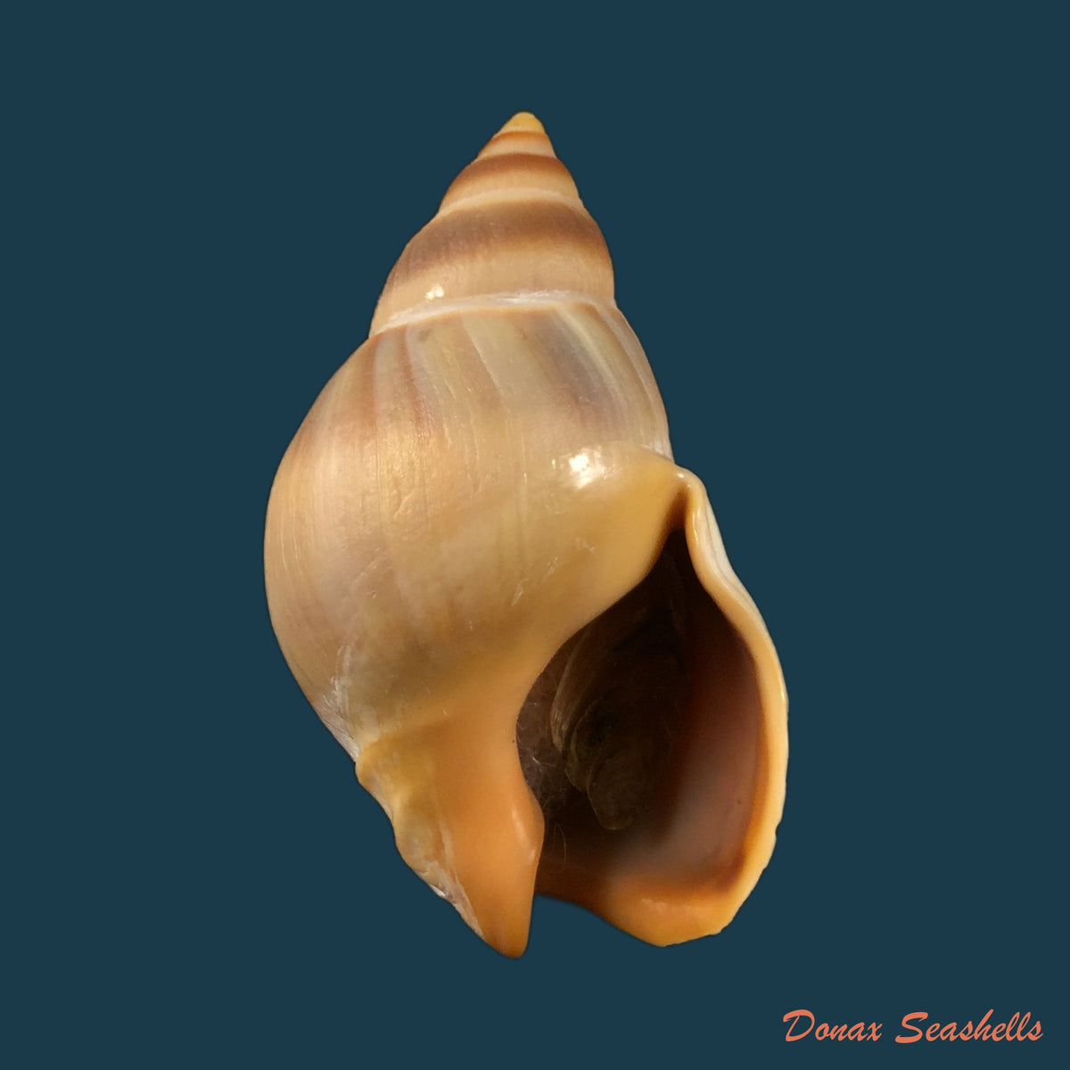 copia-de-nassarius-albescens-dunker-1846-14-3mm