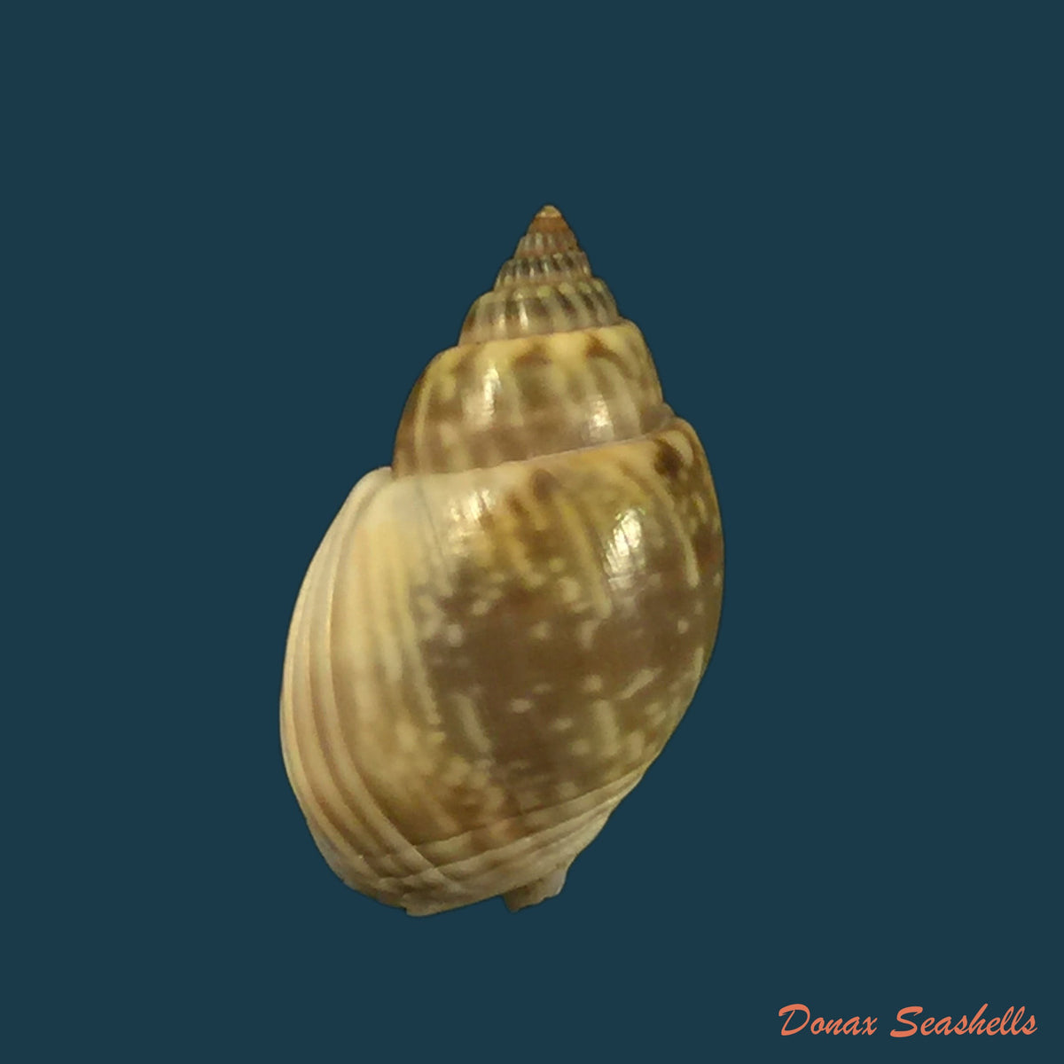 copia-de-nassarius-graphiterus-hombron-jacquinot-1848-16mm
