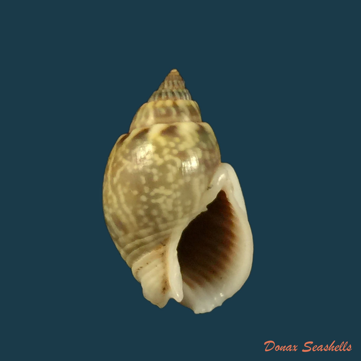 copia-de-nassarius-graphiterus-hombron-jacquinot-1848-16mm