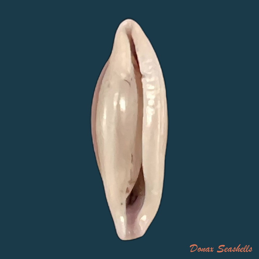 copia-de-naviculavolva-massierorum-fehse-1999-15-1mm