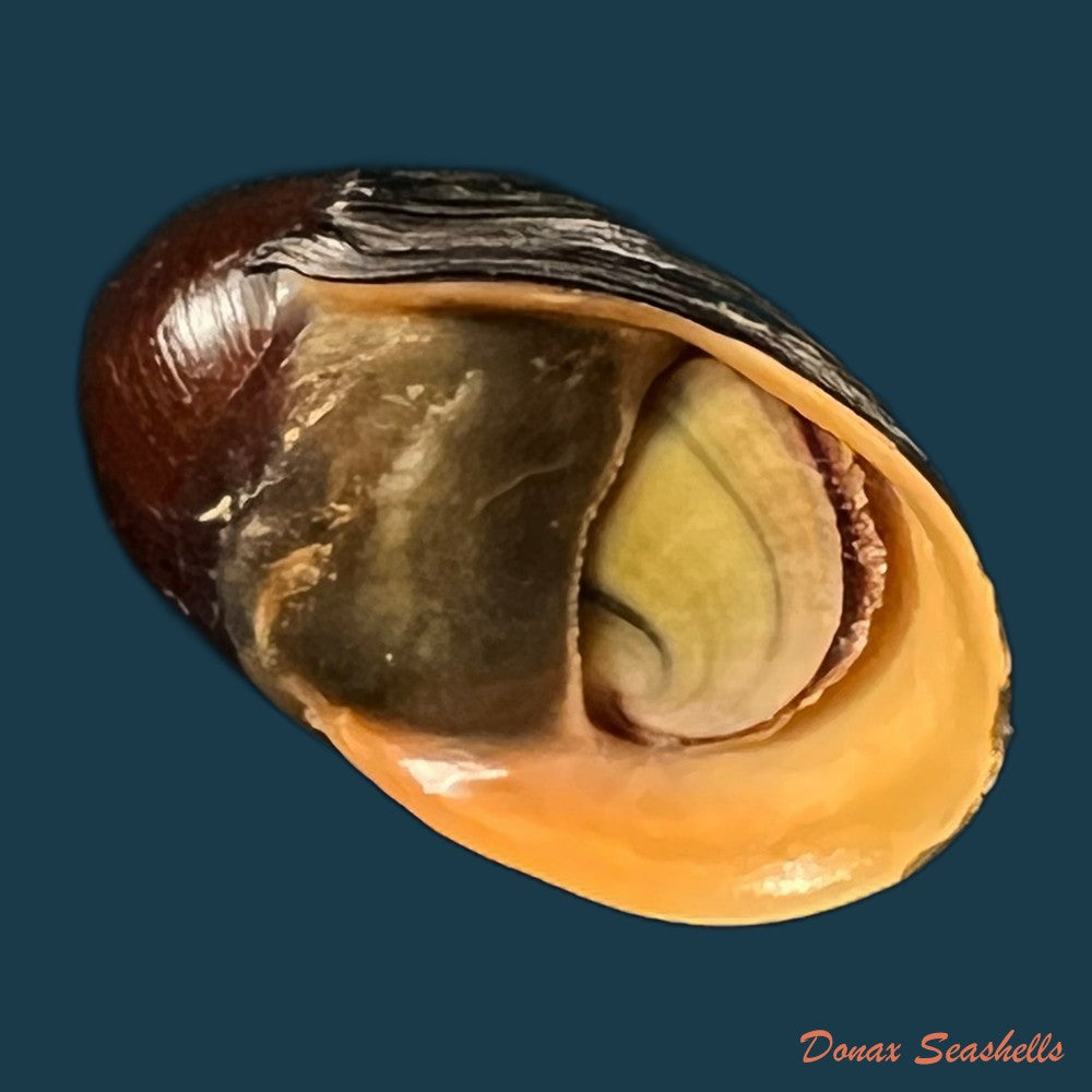 copia-de-nerita-senegalensis-gmelin-1791-18-61mm