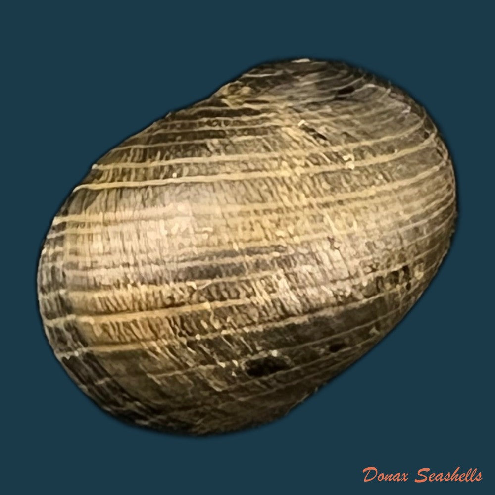 copia-de-nerita-senegalensis-gmelin-1791-20-1mm