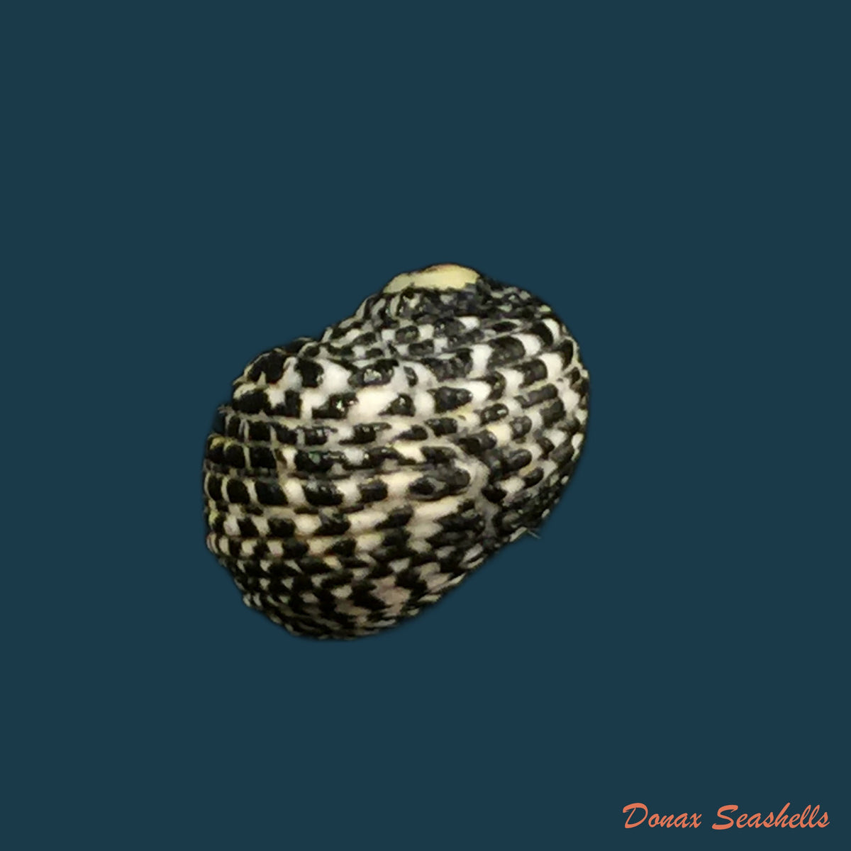 copia-de-nerita-tessellata-gmelin-1791-17-2mm