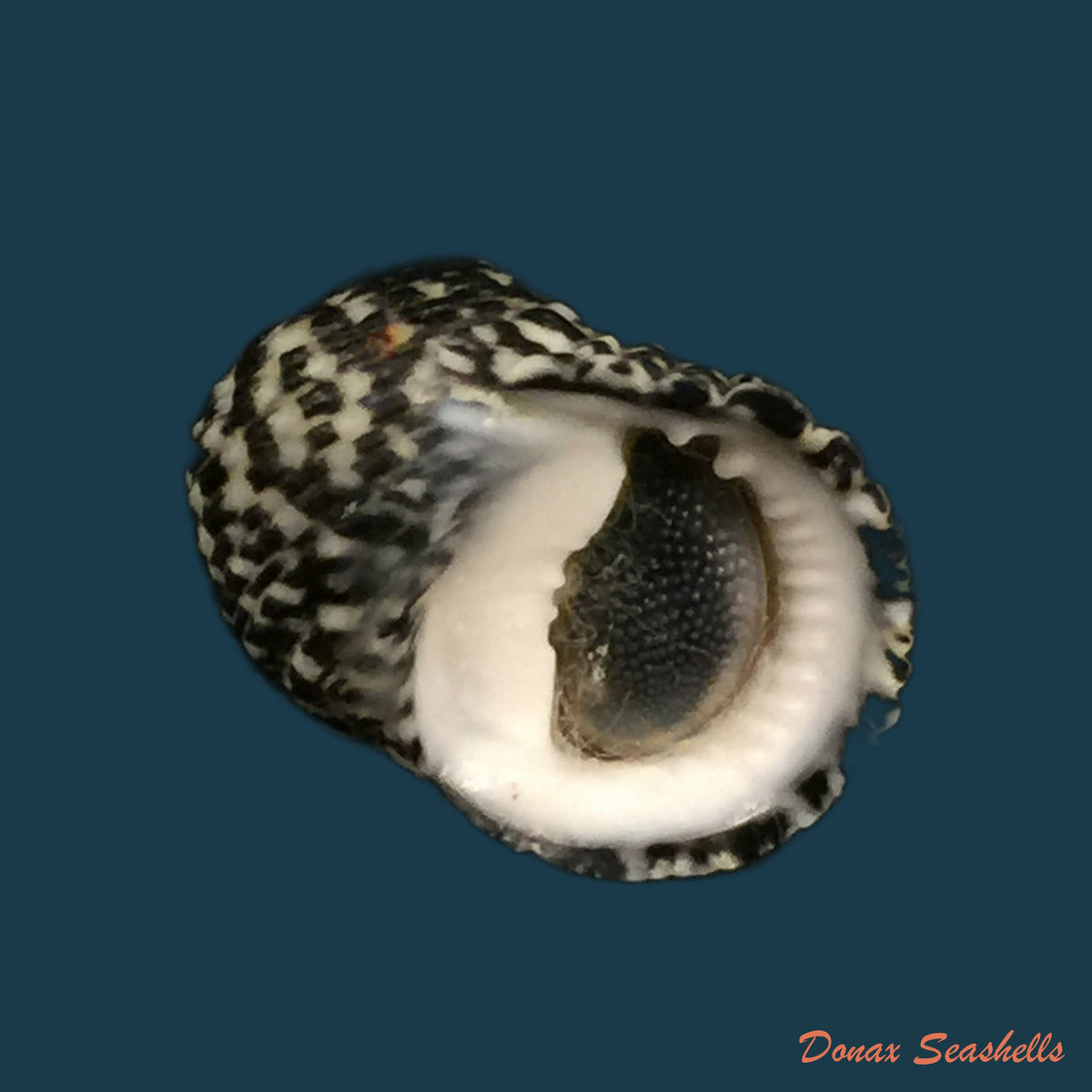 copia-de-nerita-tessellata-gmelin-1791-17-2mm