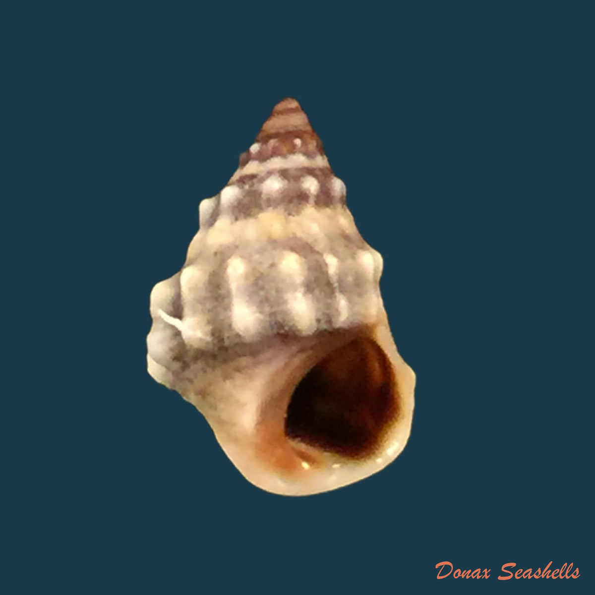 copia-de-nodilittorina-pyramidalis-quoy-gaimard-1833
