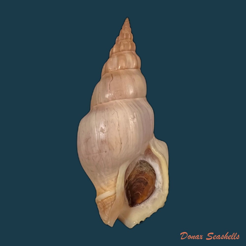 copia-de-northia-northie-gray-1833-60-1mm