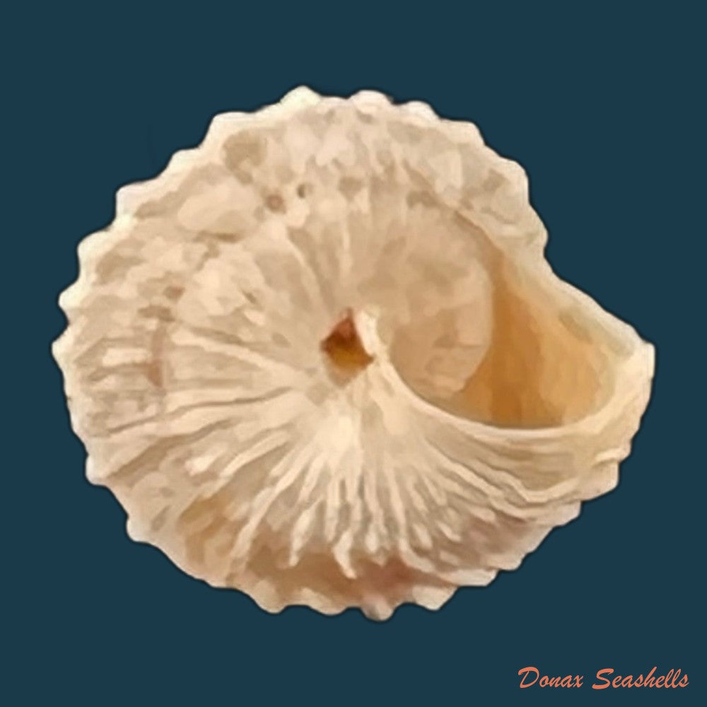 copia-de-obelus-pumilio-dillwyn-1817-7-8mm