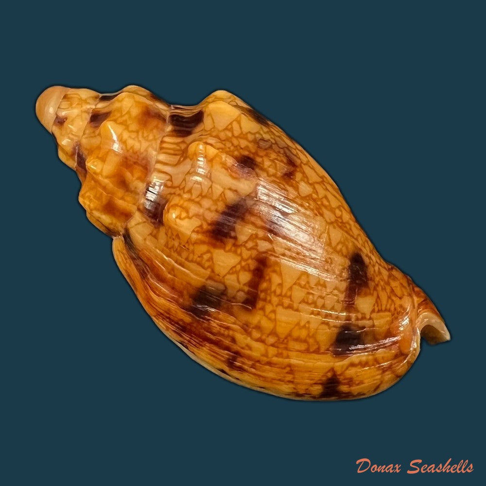 copia-de-odontocymbiola-americana-reeve-1856-61-16mm