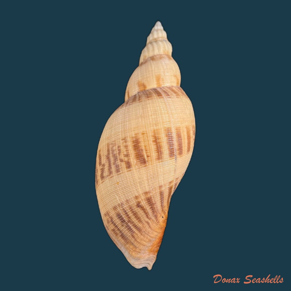 copia-de-odontocymbiola-simulatrix-leal-bouchet-1989-99mm-1
