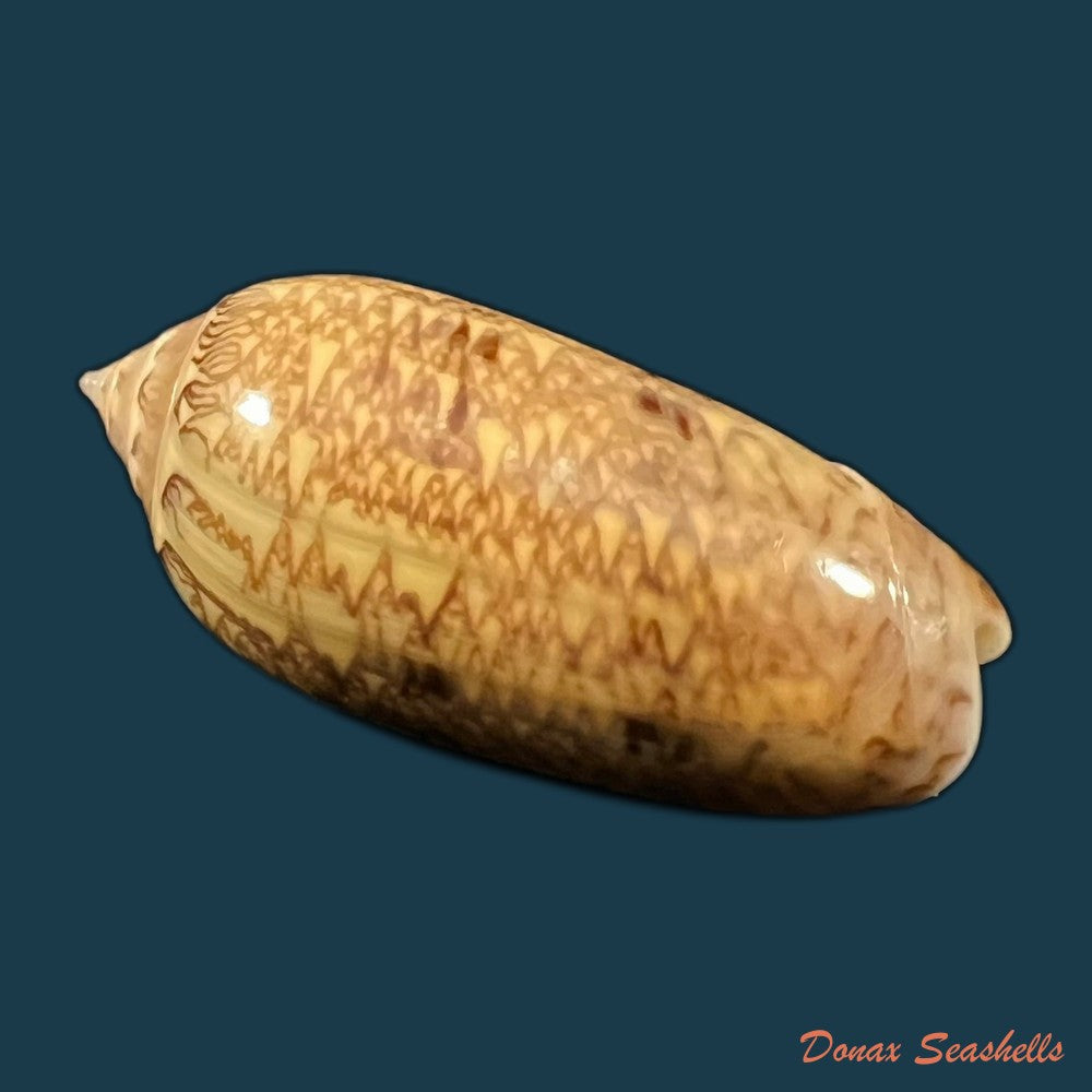 copia-de-oliva-circinata-jorioi-petuch-2013-29-8mm