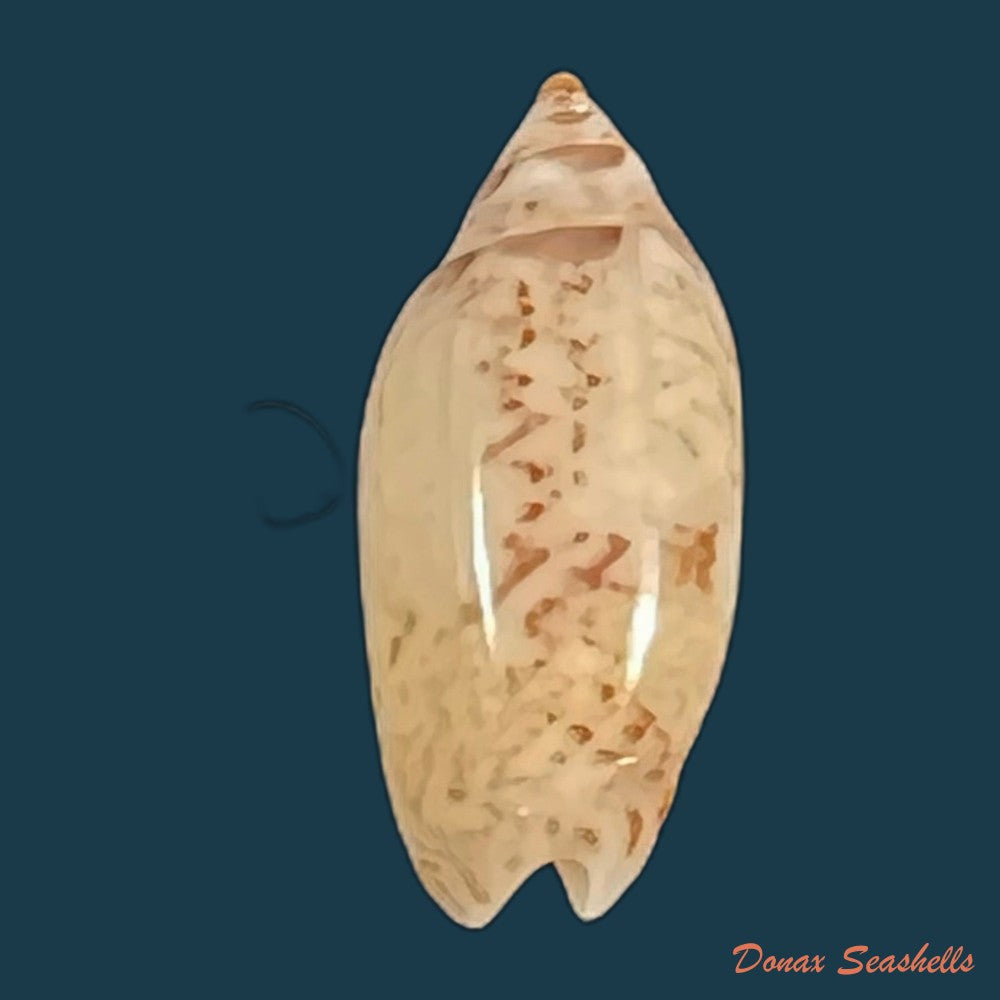 copia-de-oliva-stellata-duclos-1835-37-9mm