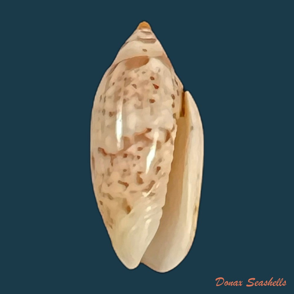 copia-de-oliva-stellata-duclos-1835-37-9mm
