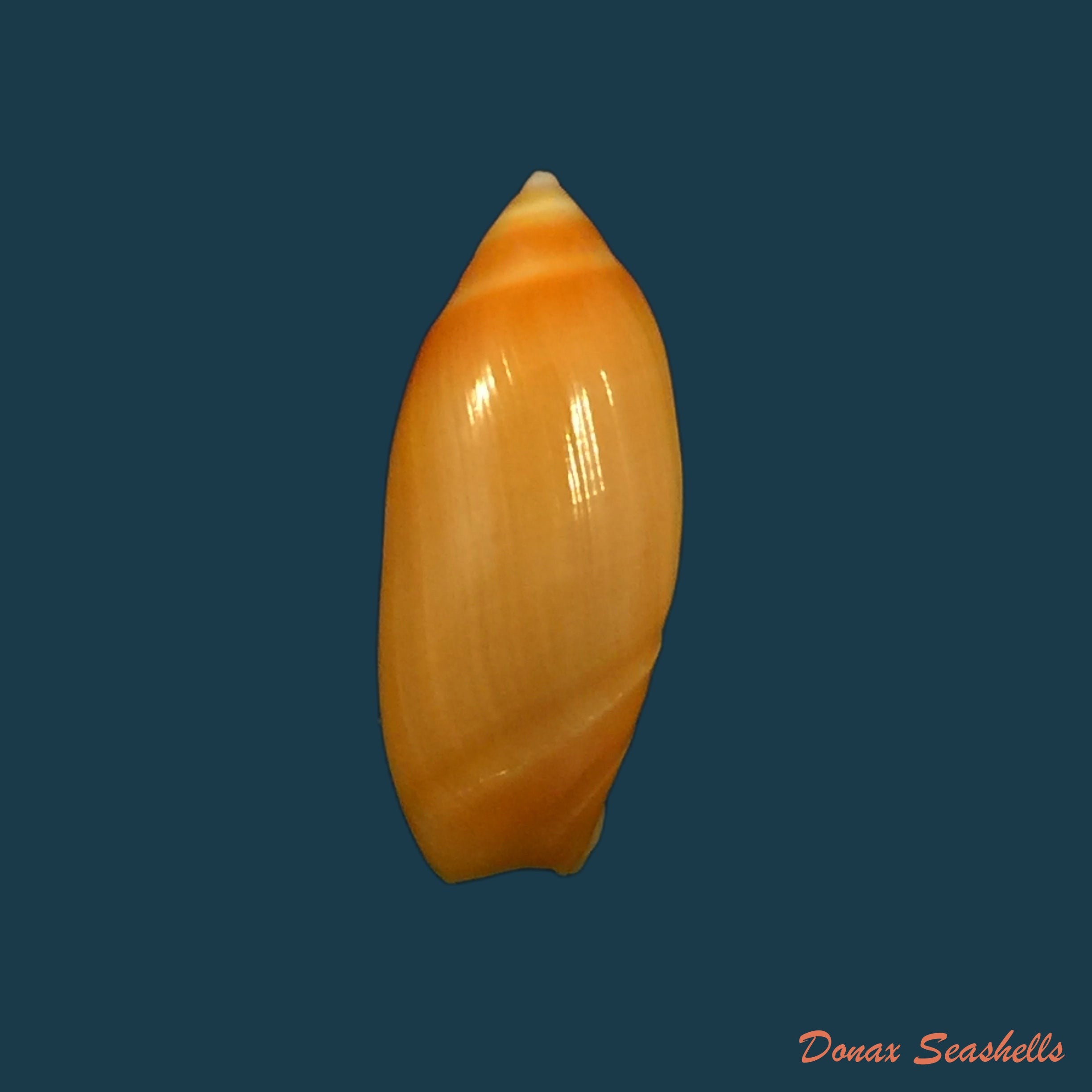 copia-de-olivancillaria-millepunctata-duclos-1840