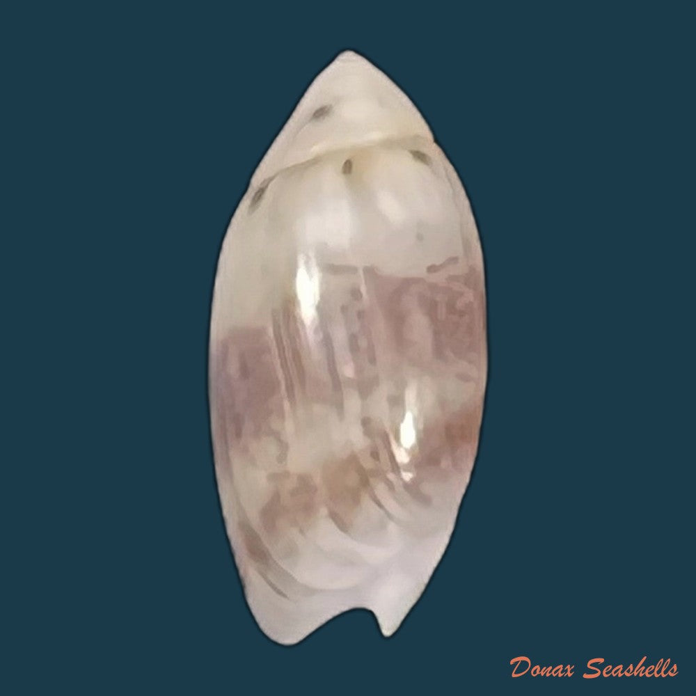 copia-de-olivella-millepunctata-duclos-1840-13-8mm