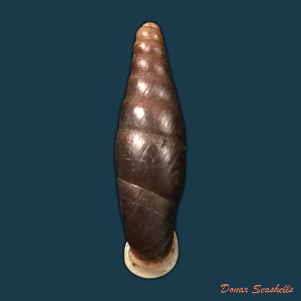 copia-de-oospira-obesa-martens-1867-25-1mm-1