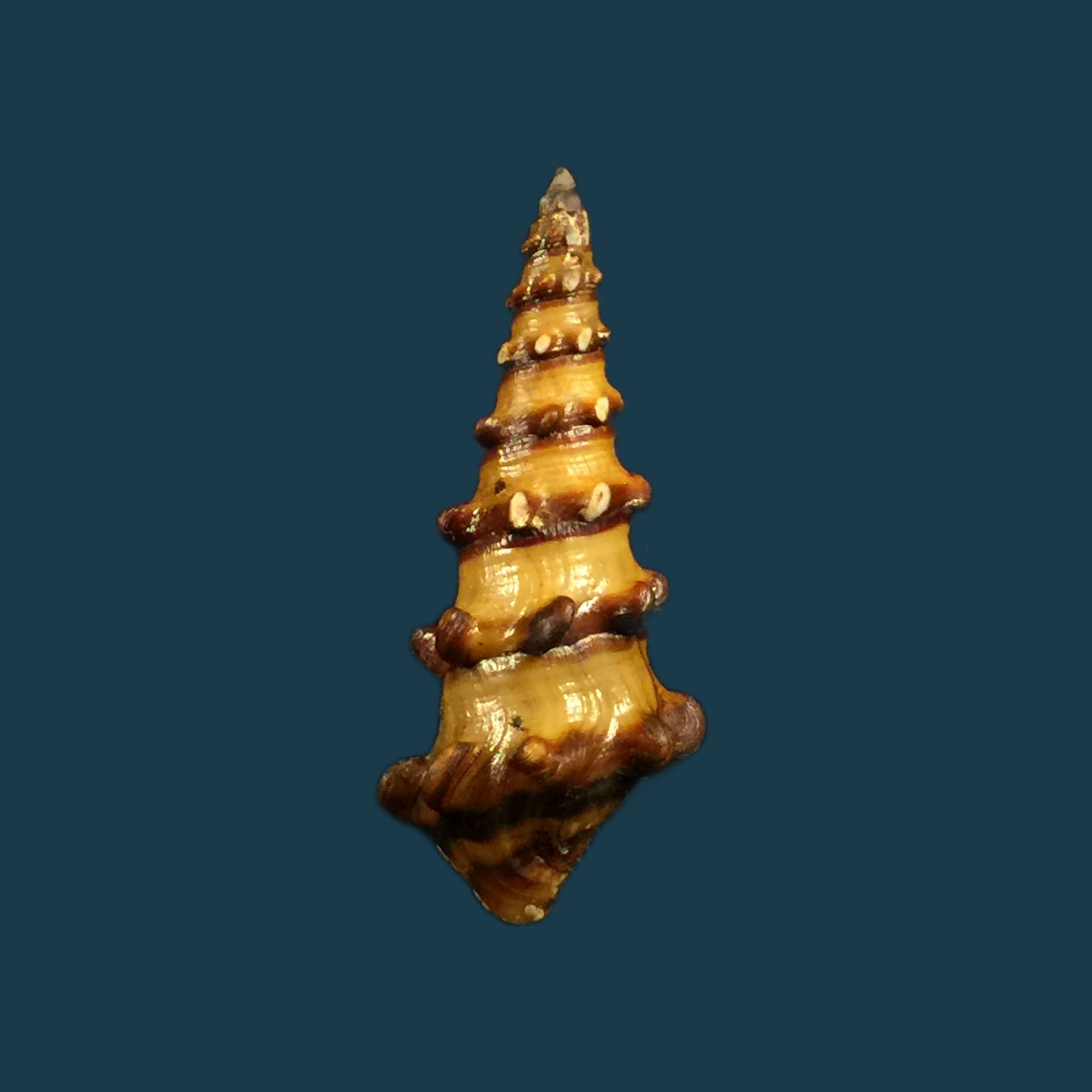 Pachymelania aurita(Müller,1774)- 36,1毫米
