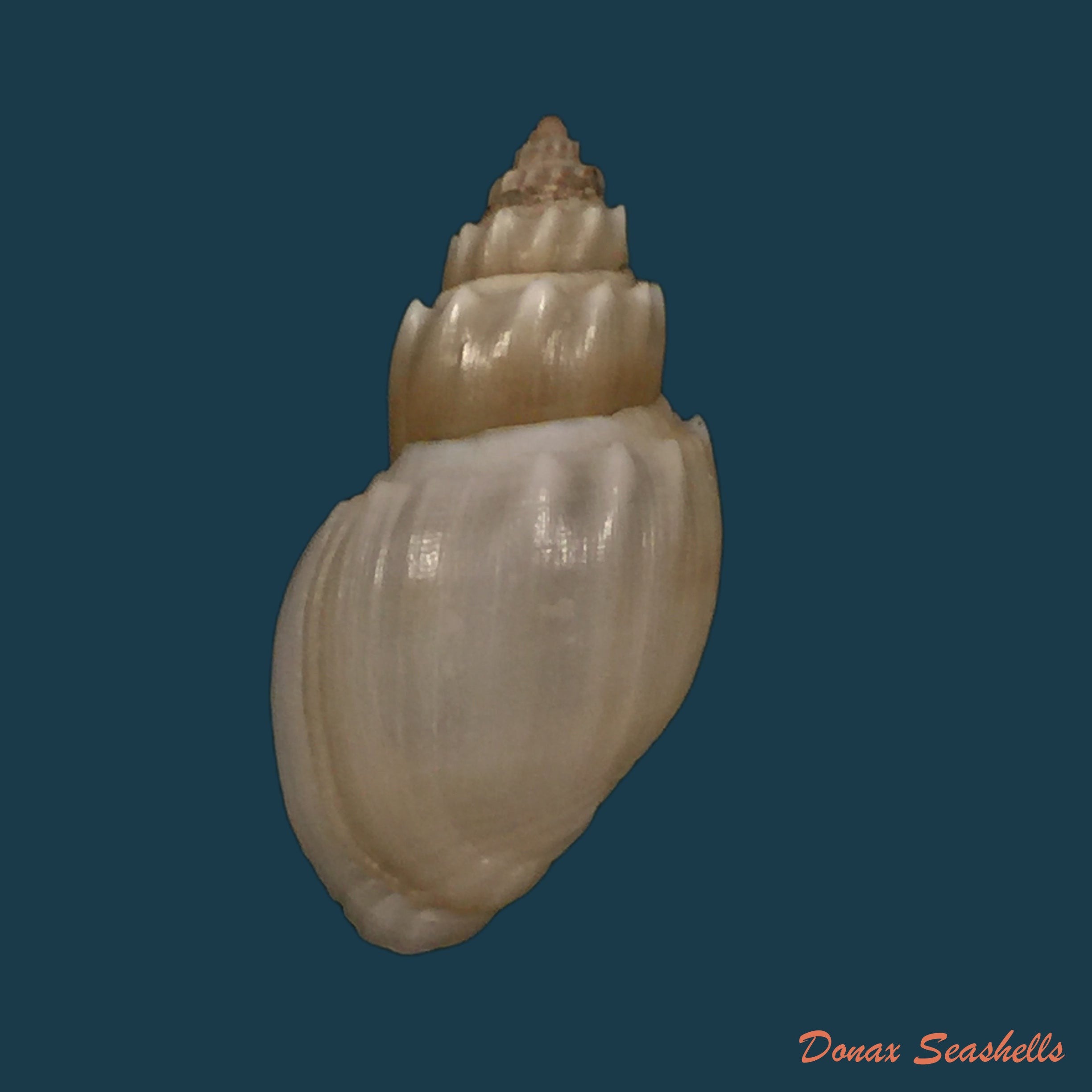 copia-de-pachymelania-aurita-o-f-muller-1774-35-3mm