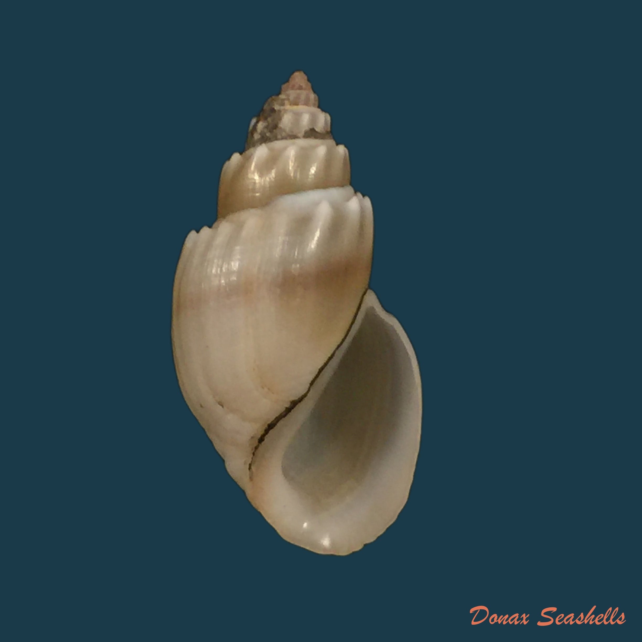 copia-de-pachymelania-aurita-o-f-muller-1774-35-3mm