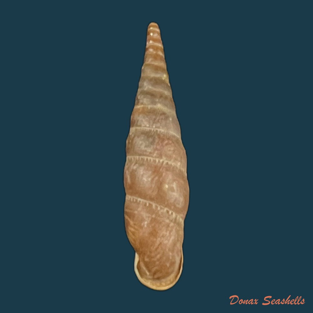 copia-de-papilliphaedusa-yongshuae-h-nordsieck-2007-16-8mm