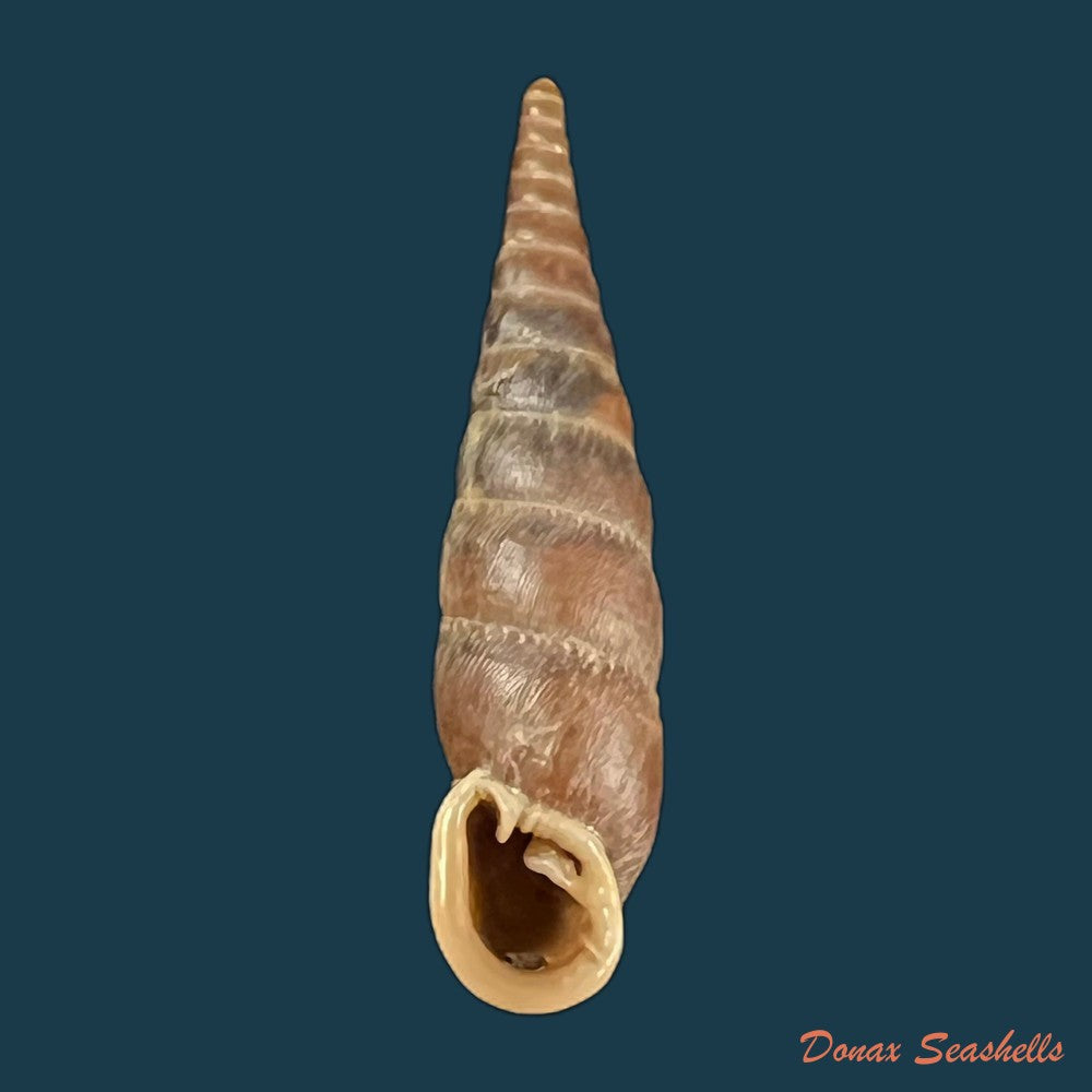 copia-de-papilliphaedusa-yongshuae-h-nordsieck-2007-16-8mm