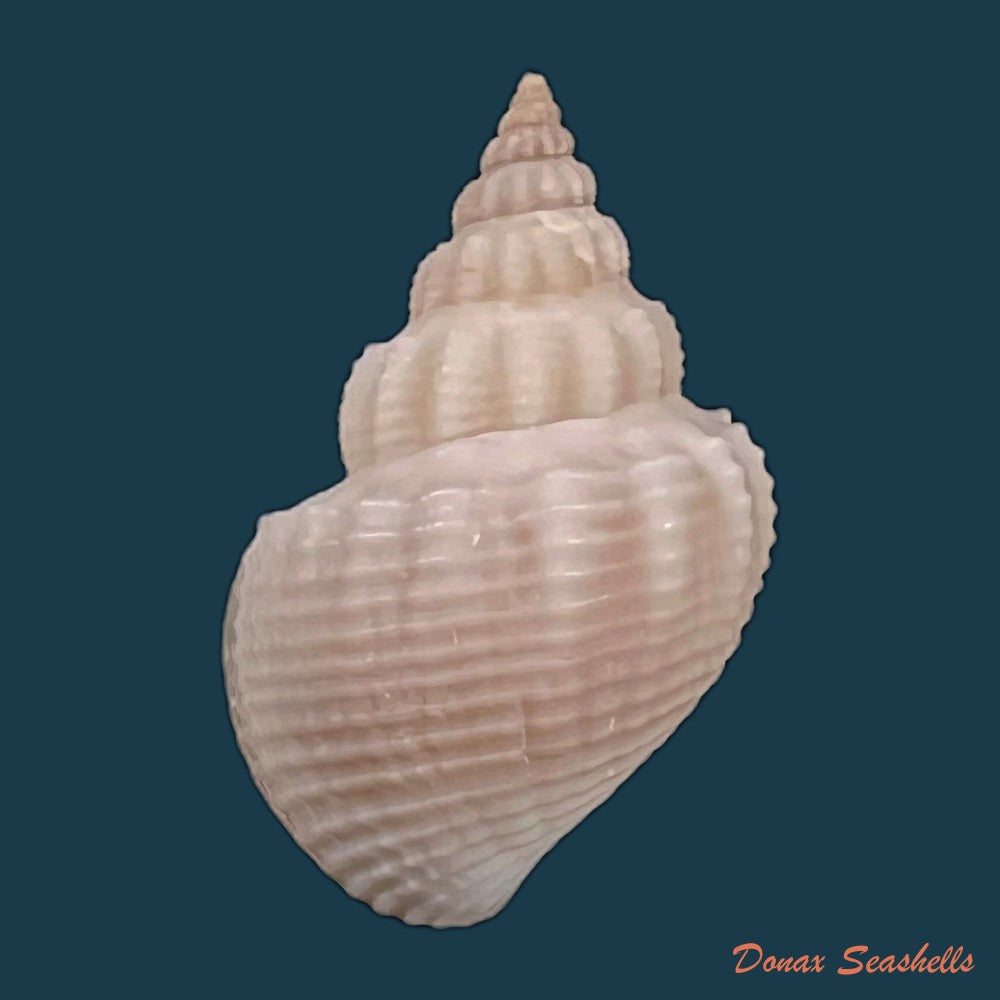 copia-de-paramelania-damoni-e-a-smith-1882