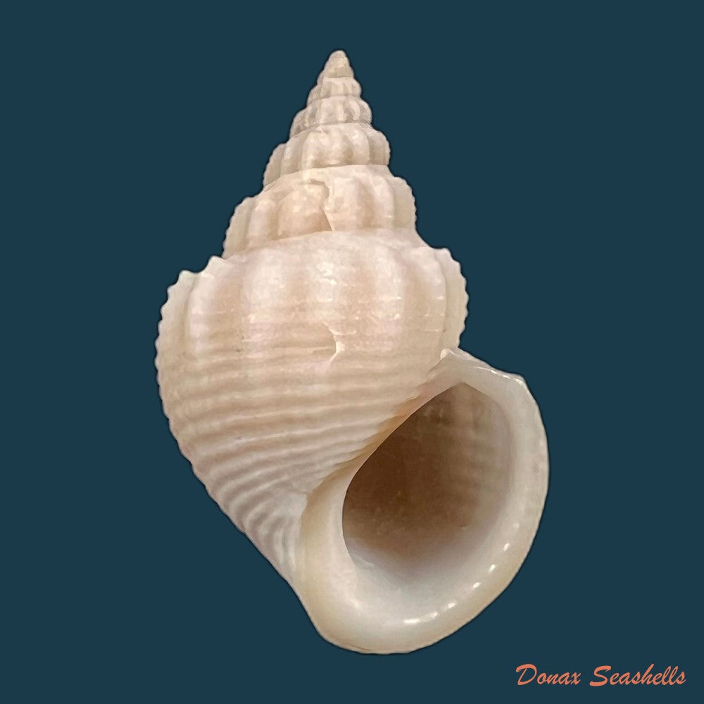 copia-de-paramelania-damoni-e-a-smith-1882