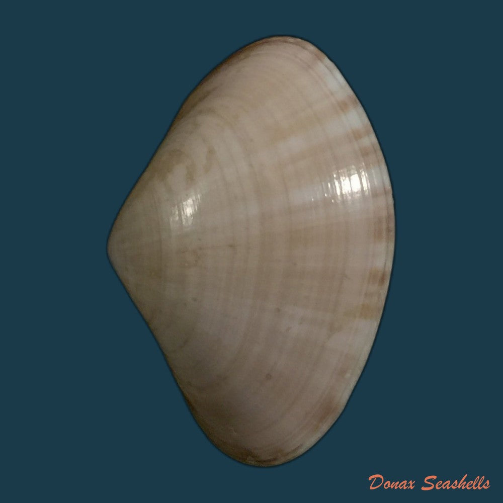 copia-de-paratapes-undulatus-born-1778-48-7mm