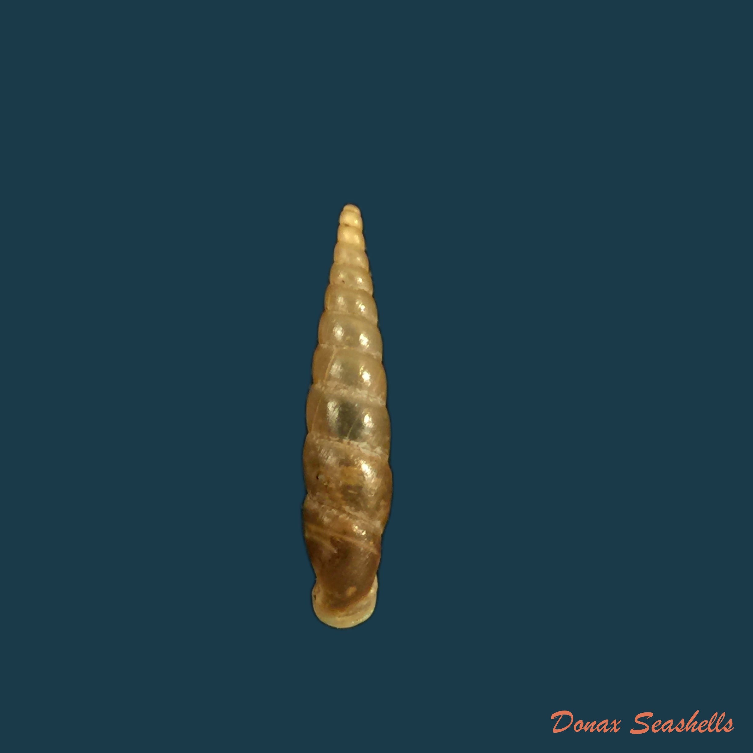 copia-de-phaedusa-filicostata-lucens-loosjes-1953-18-6mm