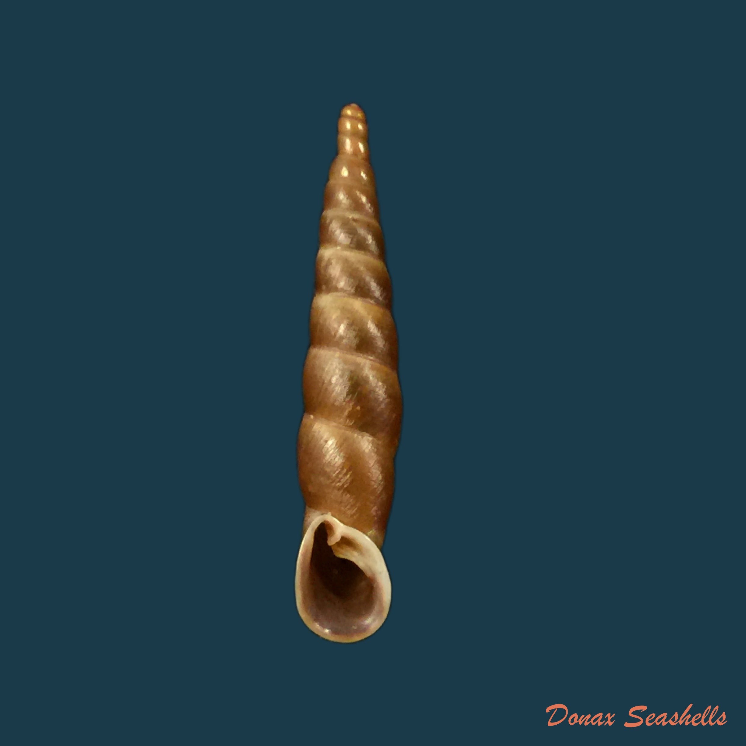 copia-de-phaedusa-filicostata-lucenus-loosjes-1953-18-6mm