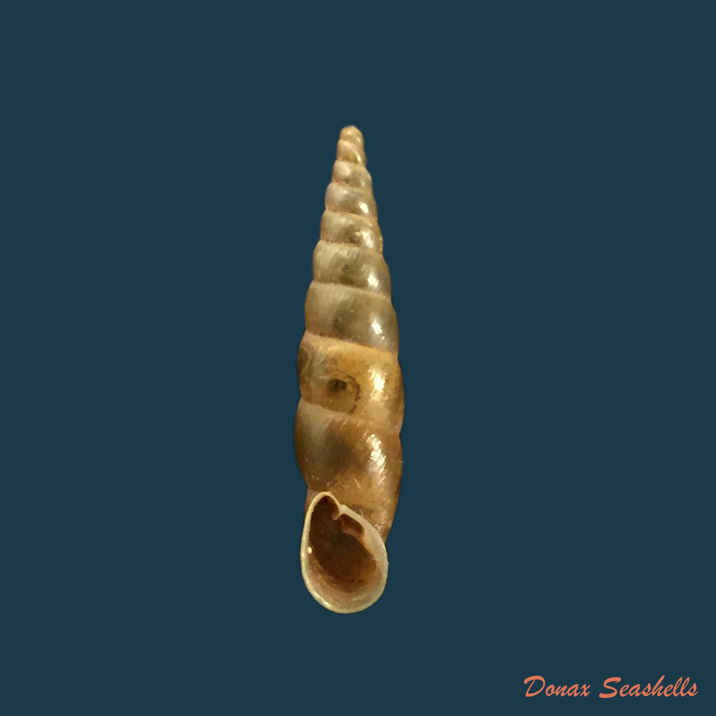 copia-de-phaedusa-filicostata-lucenus-loosjes-1953-19-9mm