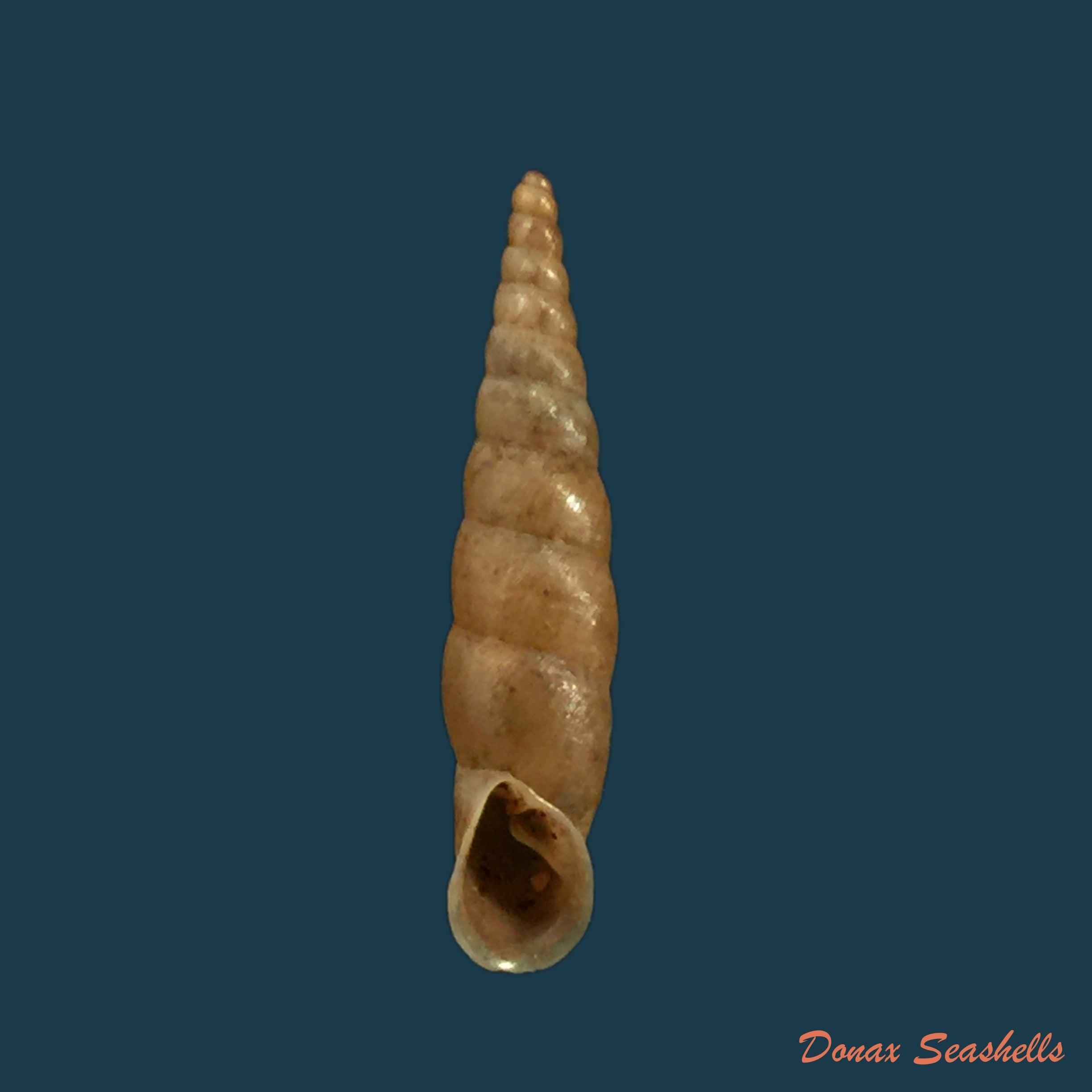 copia-de-phaedusa-filicostata-stoliczka-20-1mm