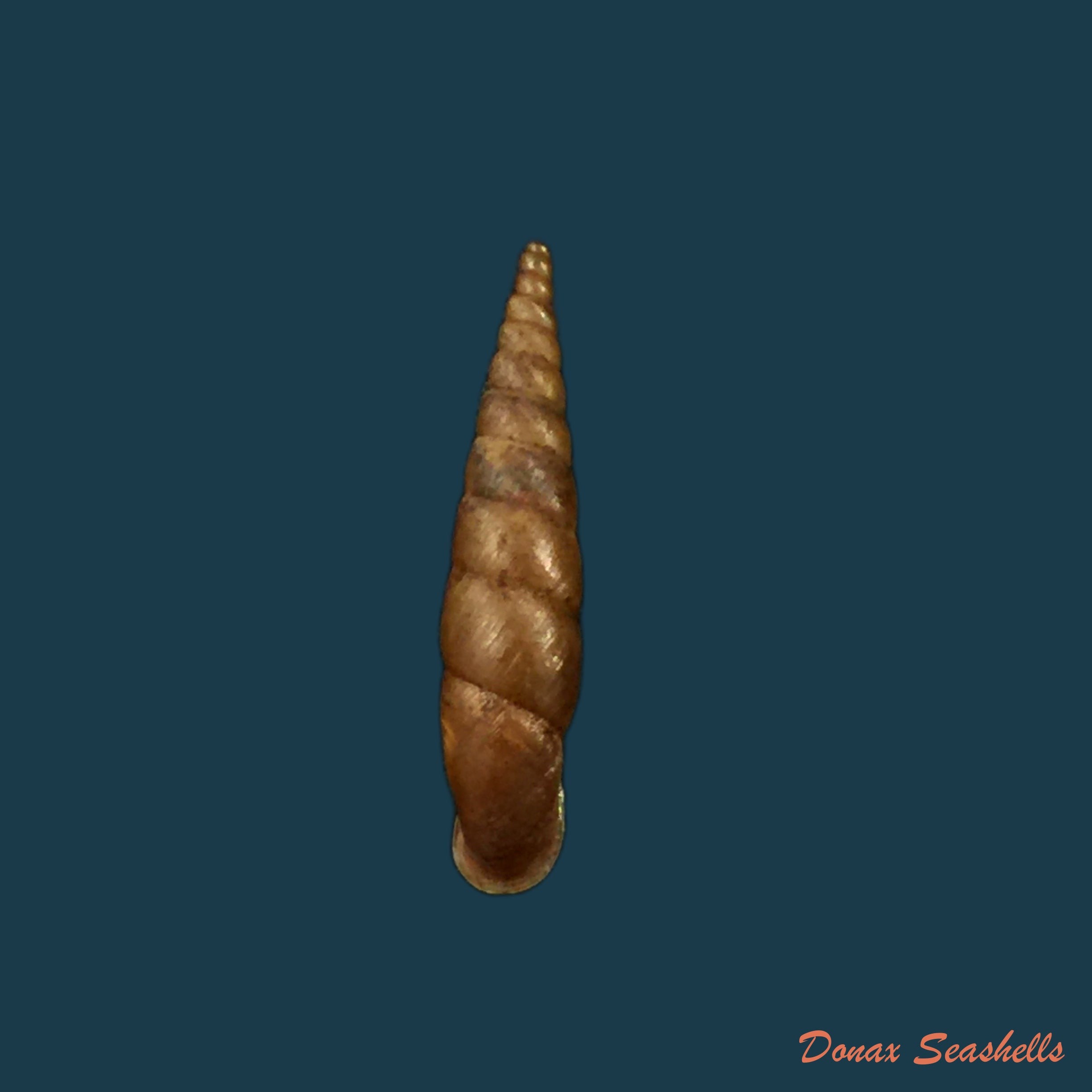 copia-de-phaedusa-horikawai-kuroda-1941-28-3mm