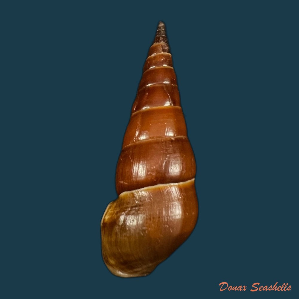 copia-de-pirena-bicarinata-grateloup-1840-54-3mm-1