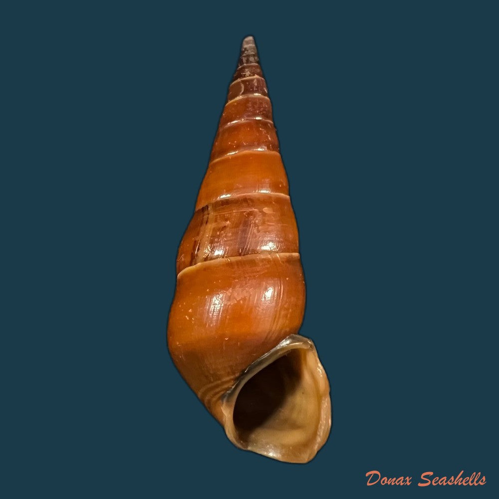 copia-de-pirena-bicarinata-grateloup-1840-54-3mm-1