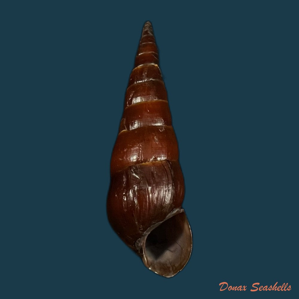 copia-de-pirena-bicarinata-grateloup-1840-54-3mm