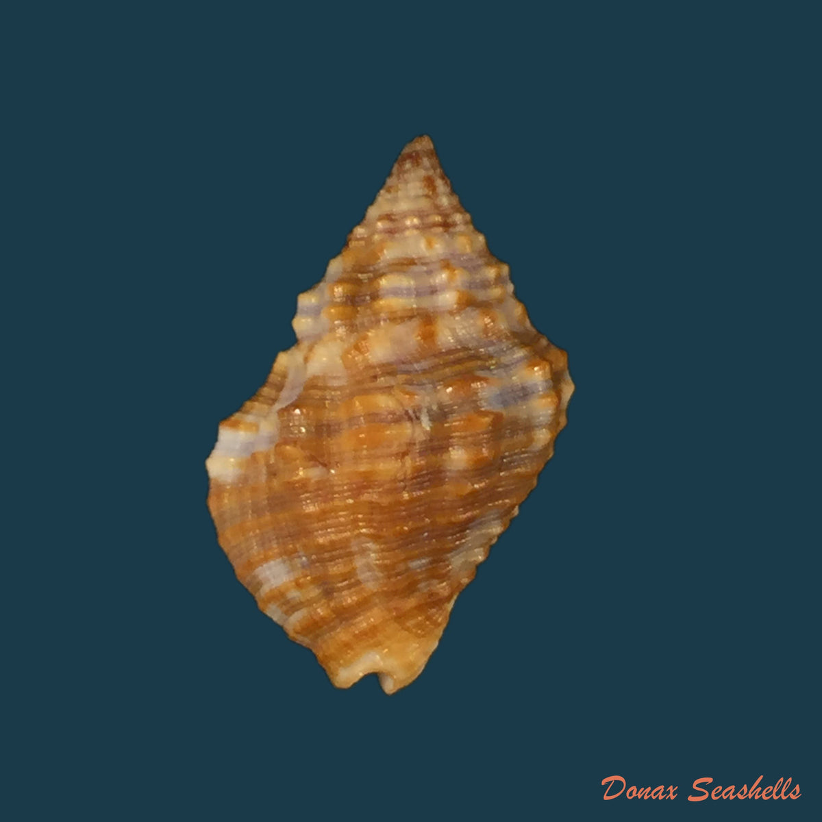 copia-de-pisania-pusio-linnaeus-1758-24-4mm